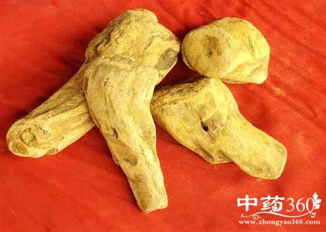 大黄的功效与作用及禁忌大黄用法用量 大黄副作用 功效与作用 中药360