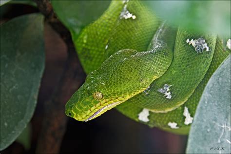 Hundskopfboa Foto & Bild | tiere, zoo, wildpark & falknerei, amphibien ...