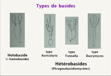 Types de basides Labbé Roland Flickr