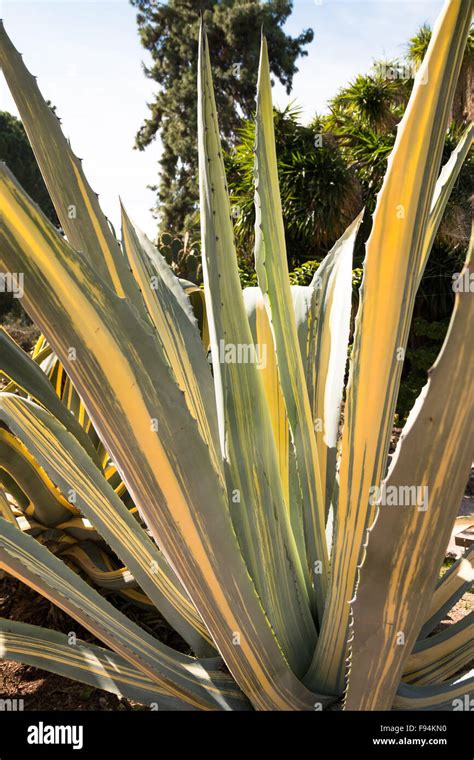 Agave Americana Nombres Comunes Centuryplant Maguey O American Aloe