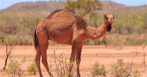 Camels The Desert S Ships With Unique Adaptations And Lifespan A Z