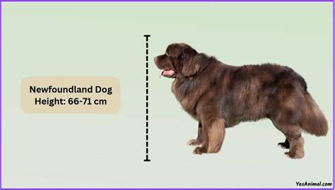 Newfoundland Dog Size: How Big Are They Compared To Others?