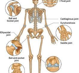 Skeletal System Archives Online Science Notes