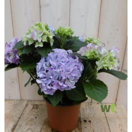 Hortensia Blauw 30 40 Cm 4 Tot 6 Bloemen Warentuin Warentuin Natuurlijk