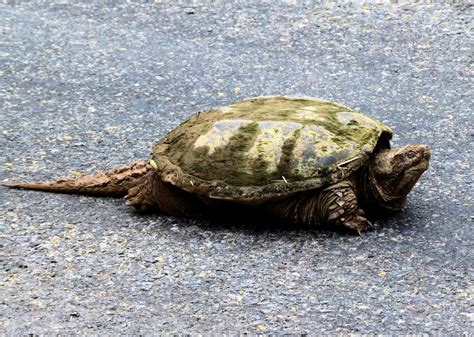 Snapping Turtle Facts For Kids Fun Facts 4 Kids