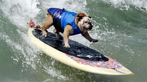 Dogs surf in Surf City Dog competition - TODAY.com