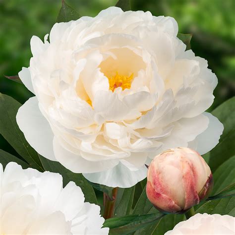 Paeonia Lactiflora Allan Rogers Peony | SiteOne 