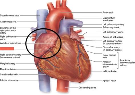 Anatomy Heart Flashcards Quizlet