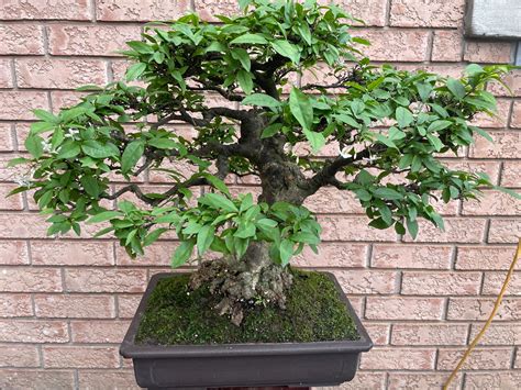 The Tropical Bonsai Inc. - Selling Bonsai Plants and Orchids, Bonsai