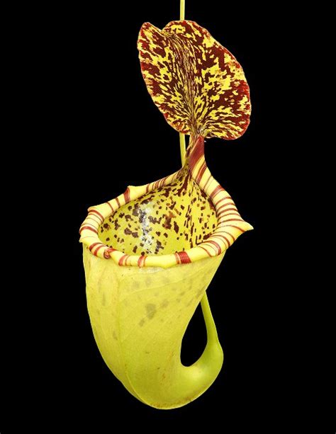 Nepenthes Burbidgeae X Campanulata 6 10 Cm Zeleneudoli Cz