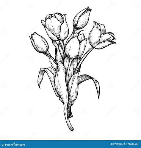 Ramo De Dibujos A Mano Estilo Tulipán Flores Ramo Lápiz Blanco Y Negro Y Dibujo De Tinta Mejor