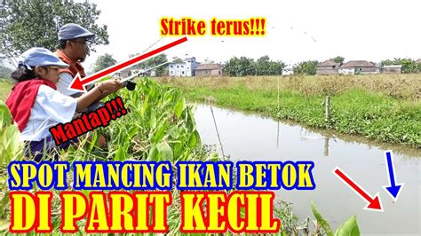 SPOT MANCING IKAN BETOK DI PARIT Umpan Ikan Betok YouTube