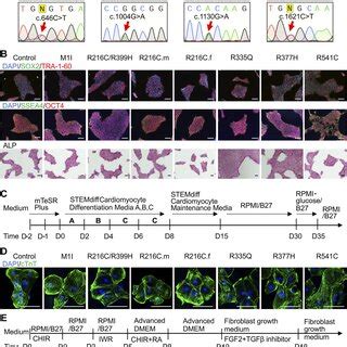 Differentiation And Characterization Of Induced Pluripotent Stem Cell