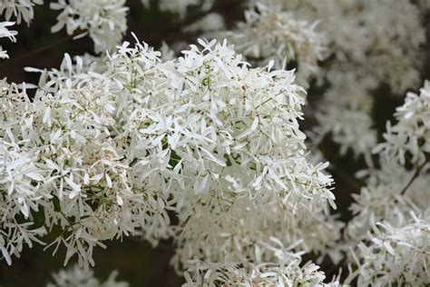 Chionanthus Retusus Chinese Fringetree Chinese Fringe Tree North Carolina Extension