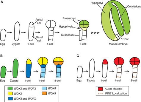 Embryo Development And The Asymmetric Localization Of Factors In The