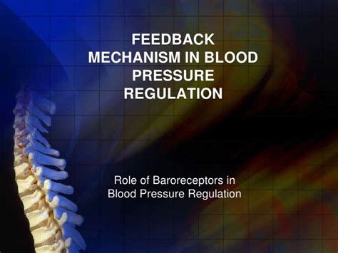 Baroreceptors And Negative Feedback Mechanism