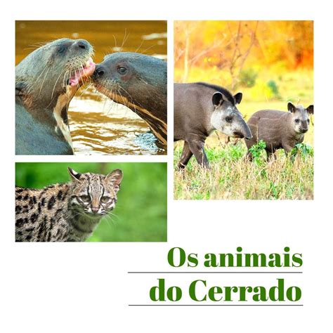 Quais São Os Principais Impactos Ambientais Do Cerrado