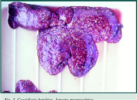 Figure From Tratamiento Y Profilaxis De La Coccidiosis En El Conejo