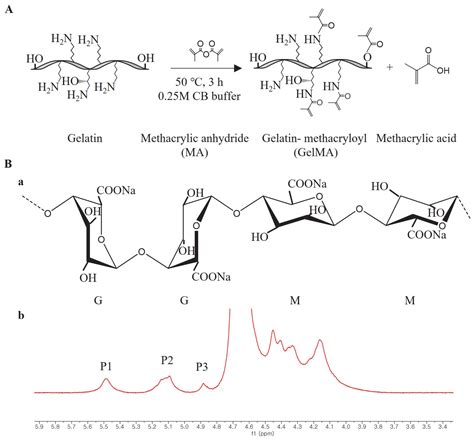 Ijms Free Full Text Development Of Gelatin Methacryloyl Sodium