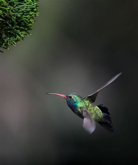 Broad Billed Hummingbird Madera Canyon Arizona April 2023 Flickr