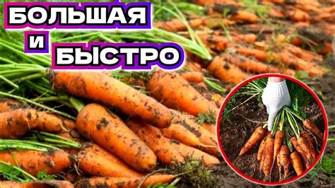 Самая лучшая подкормка для моркови и лука доступная всем! - YouTube