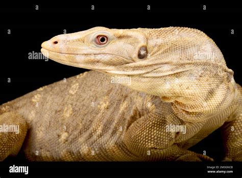 Albino Water Monitor Varanus Salvator Stock Photo Alamy