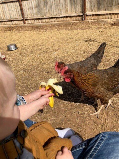 Chicken Treat Chart The Best Treats For Backyard Chickens Artofit