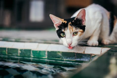 Kedi Kız Isimleri Kedi Hayvanları Blog