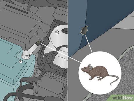 how to get a mouse out of a car