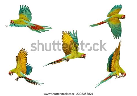 Set Great Green Macaw Flying Isolated Stock Photo 2302355821 | Shutterstock