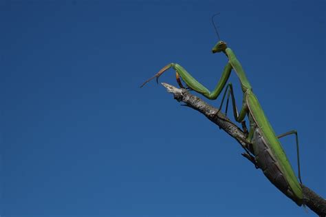 Insect Macro Mantis Free Photo On Pixabay Pixabay