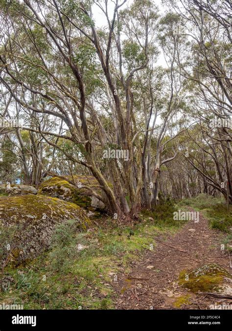 Hiking Trails, Baw Baw National Park, Victoria Australia. From Mount St ...