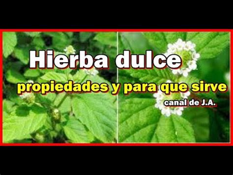 Hierba Dulce Propiedades Y Para Que Sirve Youtube