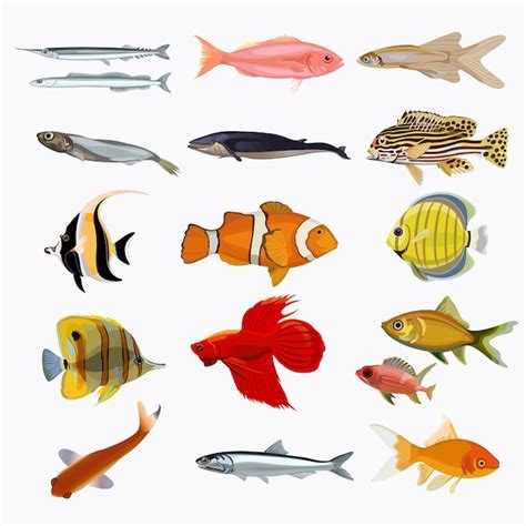 Premium Vector Free Vector Set Of Colorful Fishes