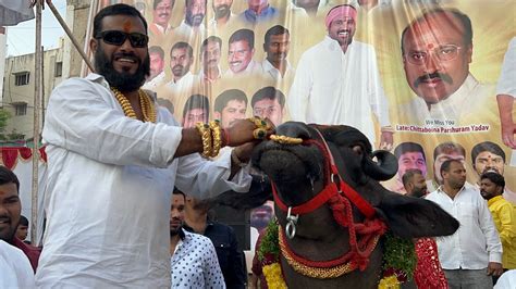 Gold Man Bahubali Bull At Chappal Bazar Laddu Yadav Sadar