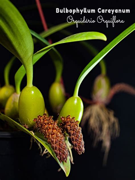 Bulbophyllum Careyanum Stuffed Peppers Vegetables Food