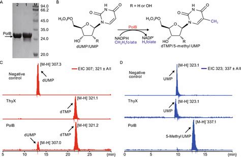 In Vitro Characterization Of PolB As A UMP DUMP Methylase A SDS PAGE