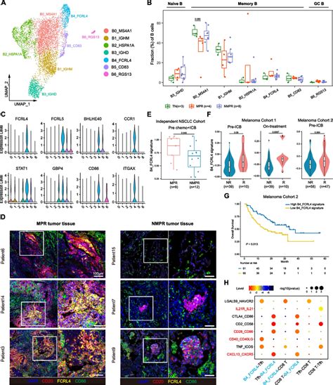 B cell remodeling after therapy. A UMAP plot of B cells colored by ... 