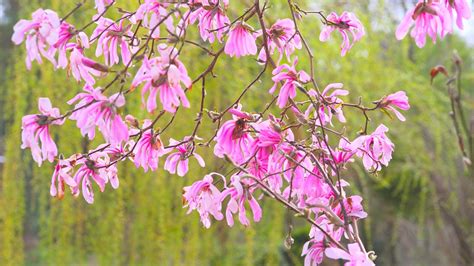 Magnolia Rosado Flores Foto Gratis En Pixabay Pixabay