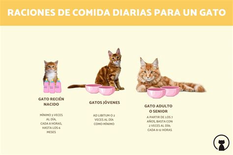 Cada cuánto come un gato recién nacido Ciudad Mascota