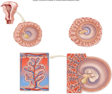 extraembryonic membrane formation Diagram | Quizlet