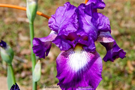 Purple Iris - Birds and Blooms