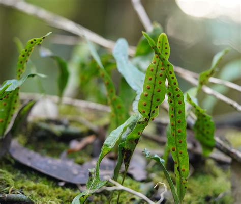 Kangaroo Fern From Sassafras Creek Reserve Kallista Vic Australia On