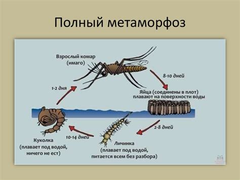 Рост и развитие животных - презентация онлайн