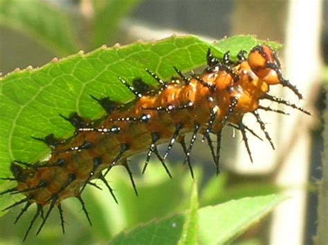 Agraulis Vanillae On Passiflora Incarnata Gulf Fritillary Butterfly