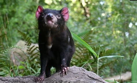 Threatened Australians: find threatened species near you - QUT Design Lab