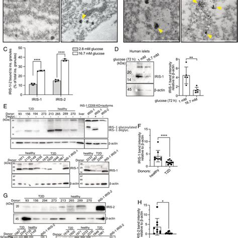 A And B Transmission Electron Microscopy With Immunogold Labeled Download Scientific Diagram