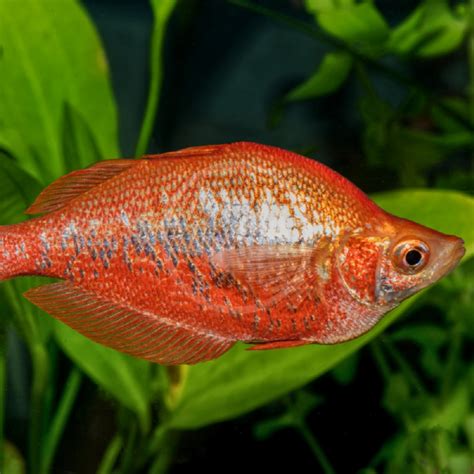 Rainbow Red Glossolepis Incisus Aquatics Unlimited