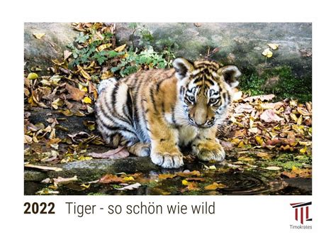 Tiger so schön wie wild 2022 Timokrates Kalender Tischkalender