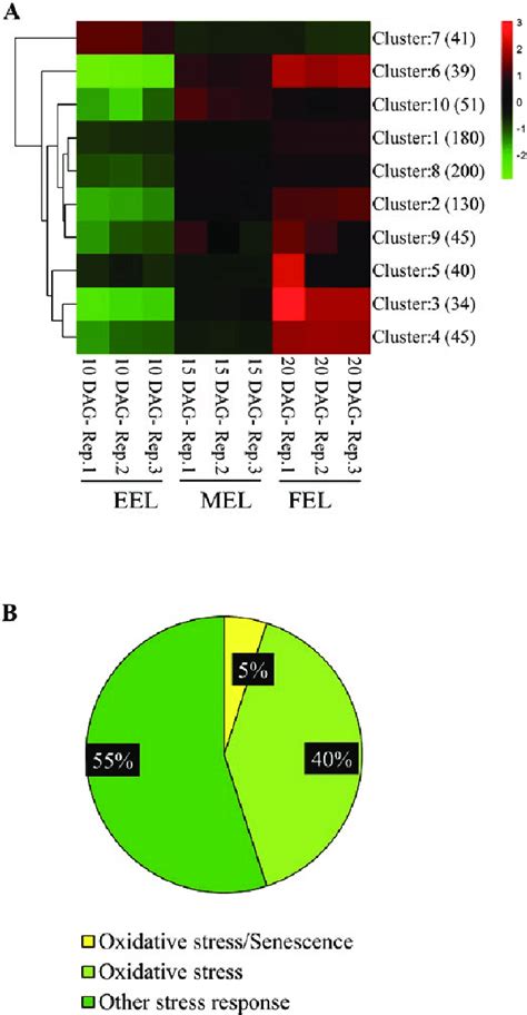 Differentially expressed genes involved in stress responses. (A) Heat ... 